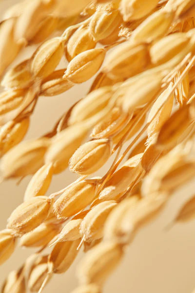 Mixsoon – Galactomyces Ferment Essence 100ml